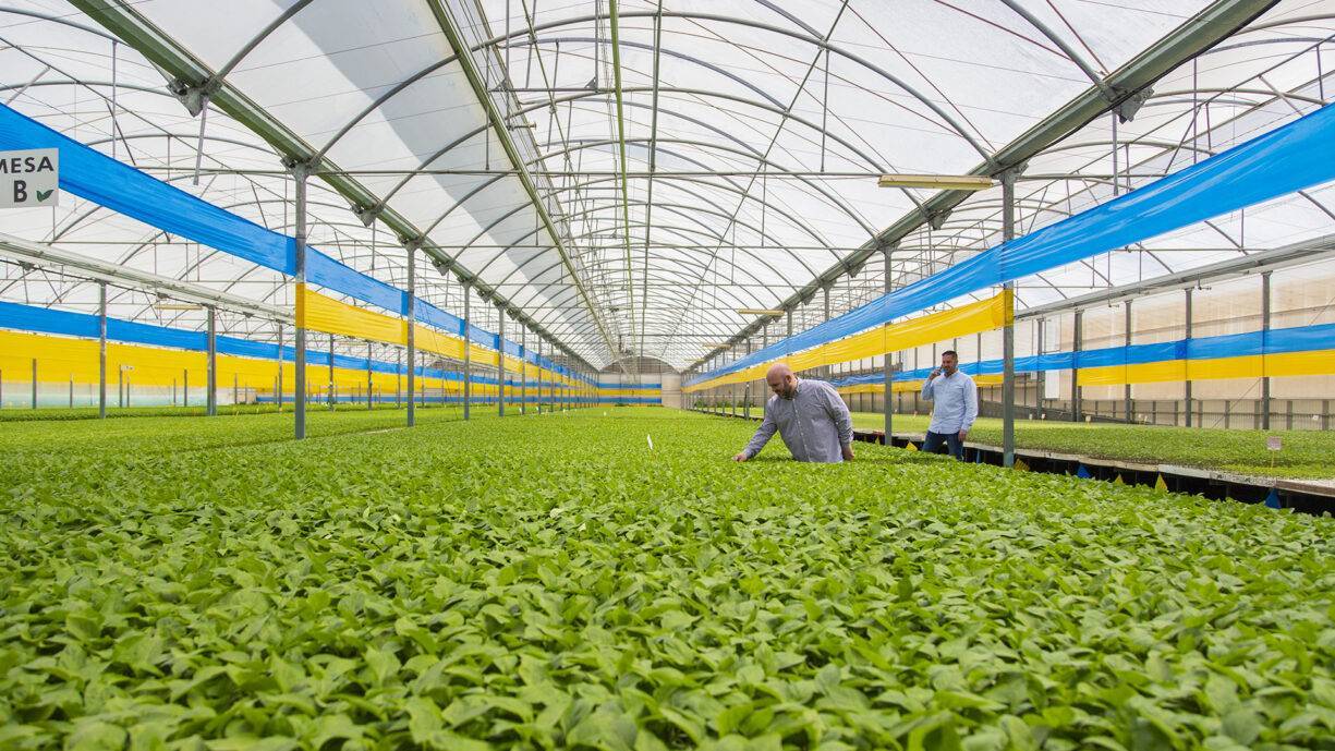 Pimiento-Temprano-ElPlantelsemilleros|FcoJavier-1536x1024